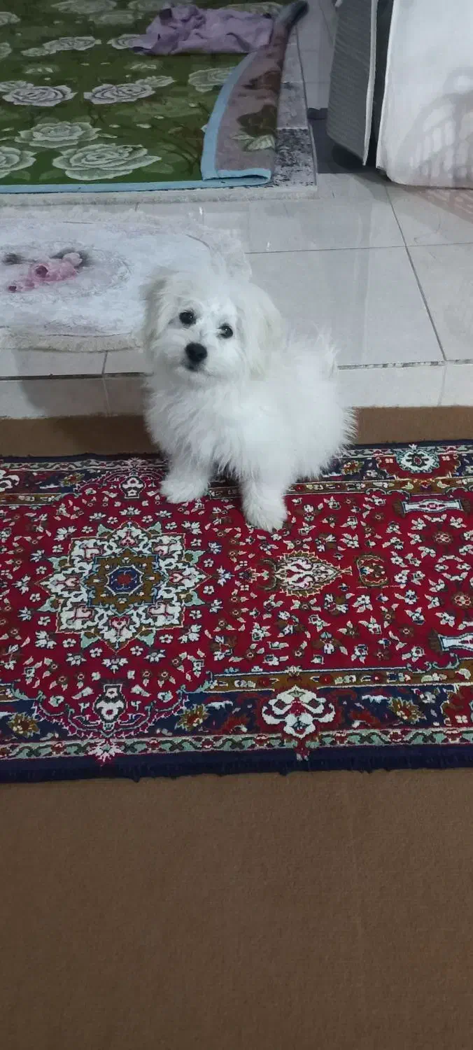 سگ خانگی فروش فوری قیمت ۳تومن|سگ|سلماس, |دیوار