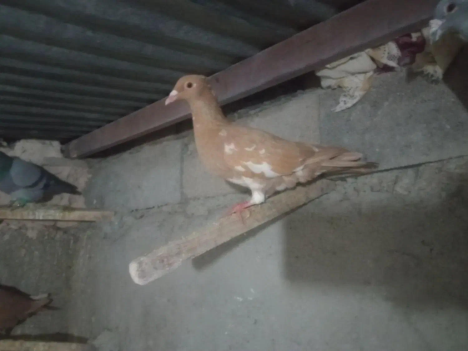 کارل ملیومنز|پرنده|رشتخوار, |دیوار