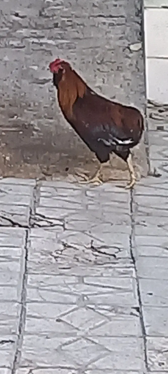 خروس ریشو چهل تاج کردی|حیوانات مزرعه|ایلام, |دیوار