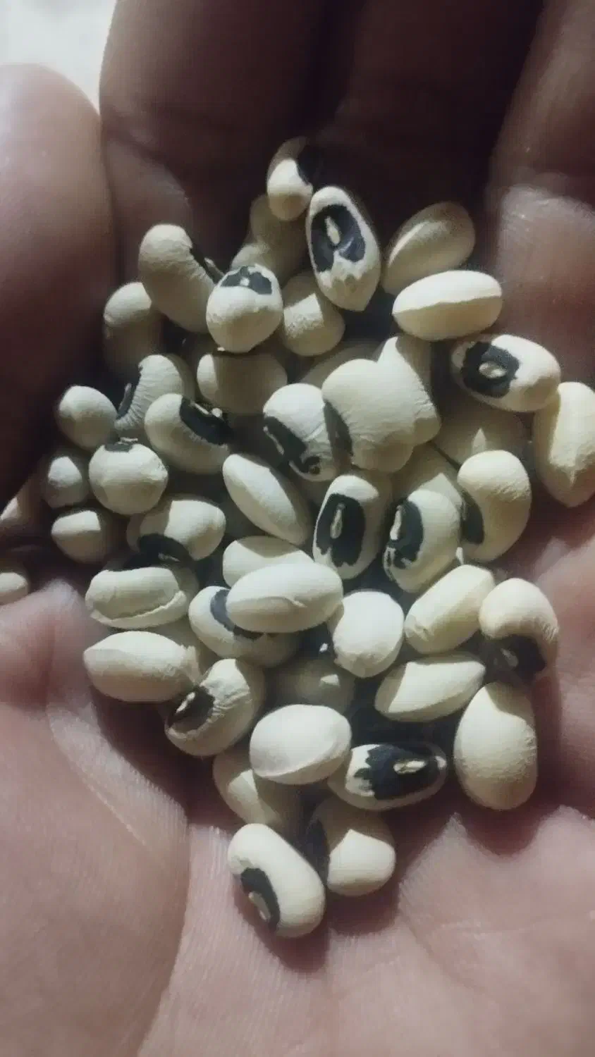 لوبیافروشی|خوردنی و آشامیدنی|شوش, |دیوار