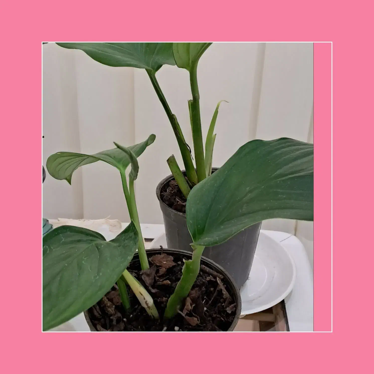 گلسرای پارین|گل و گیاه طبیعی|آستارا, |دیوار