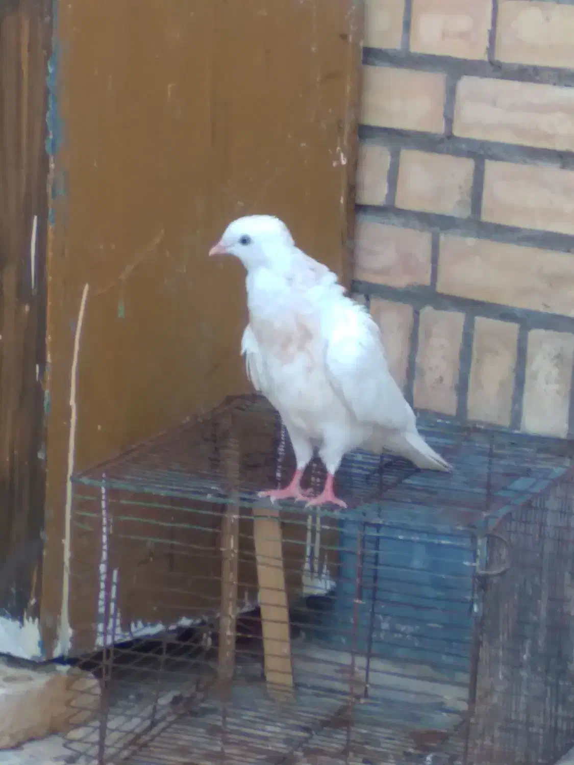 کبوتر فروشی|پرنده|ایذه, |دیوار