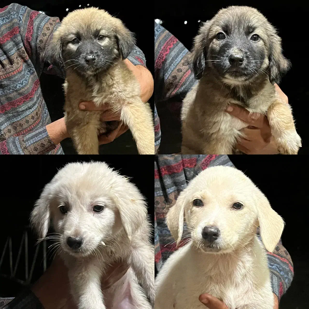 واگذاری رایگان سگ|سگ|رشت, حومه رشت|دیوار