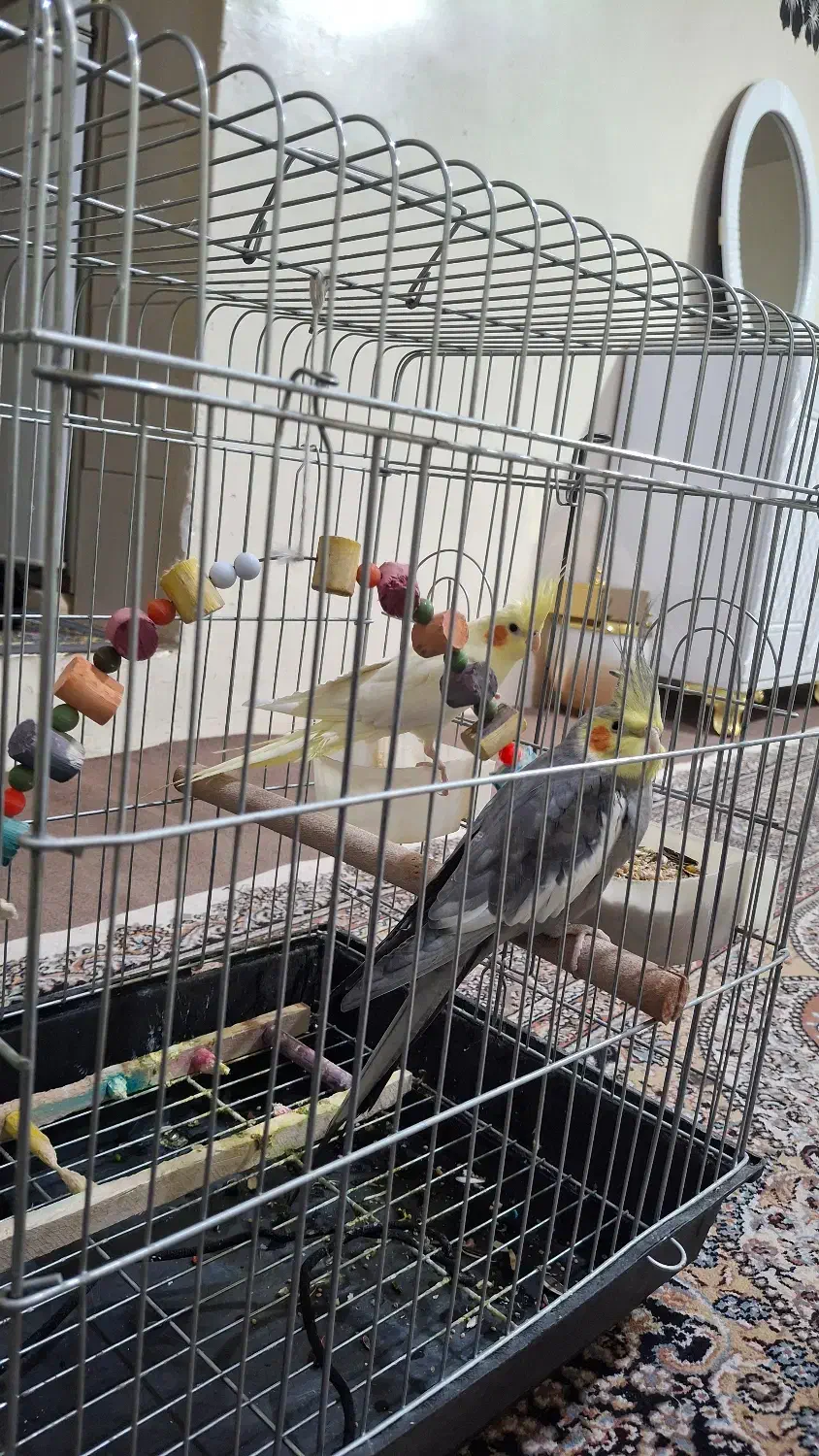 عروس هلندی|پرنده|بروجرد, |دیوار