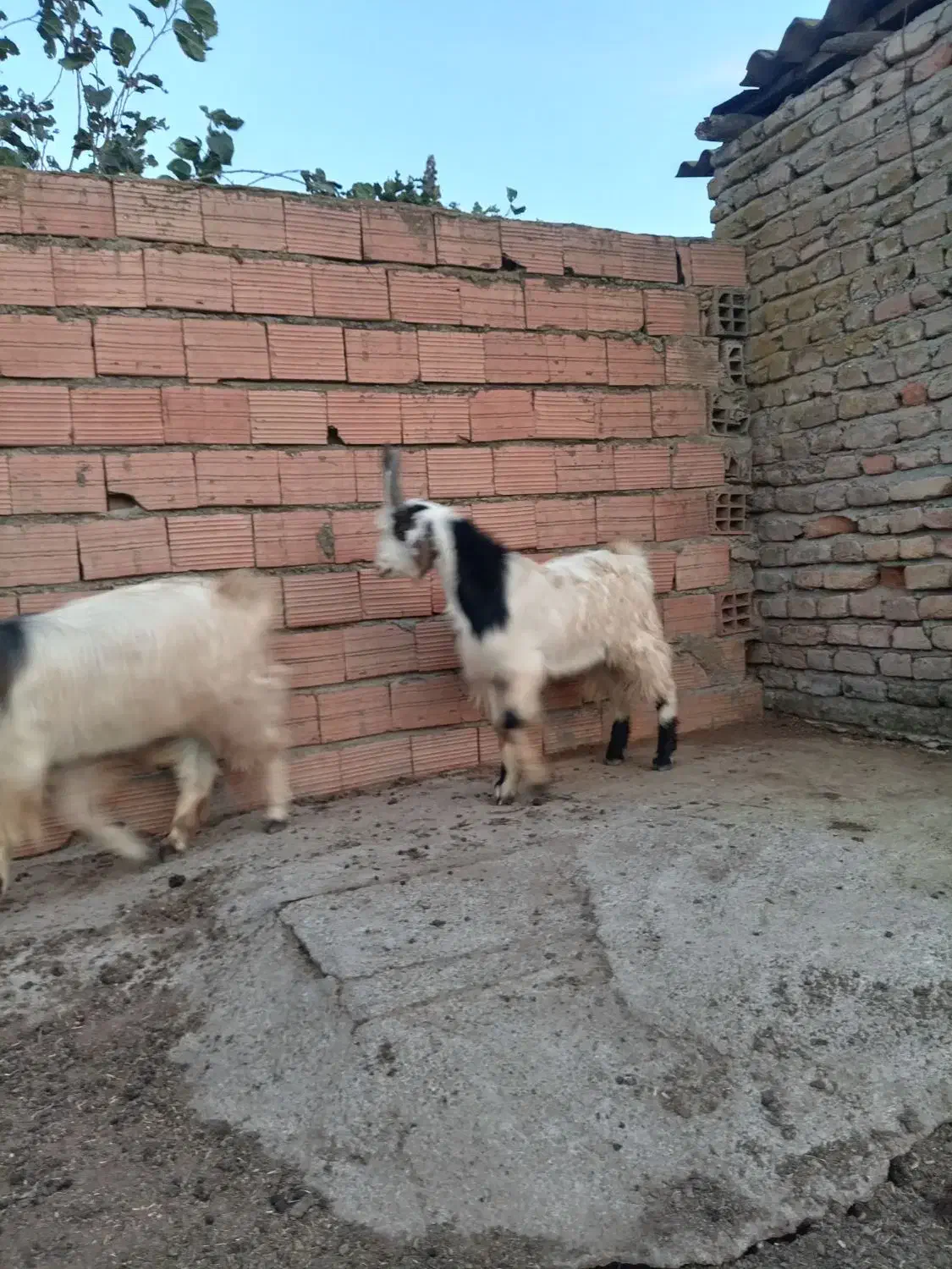 بزغاله نر|حیوانات مزرعه|گمیشان, |دیوار