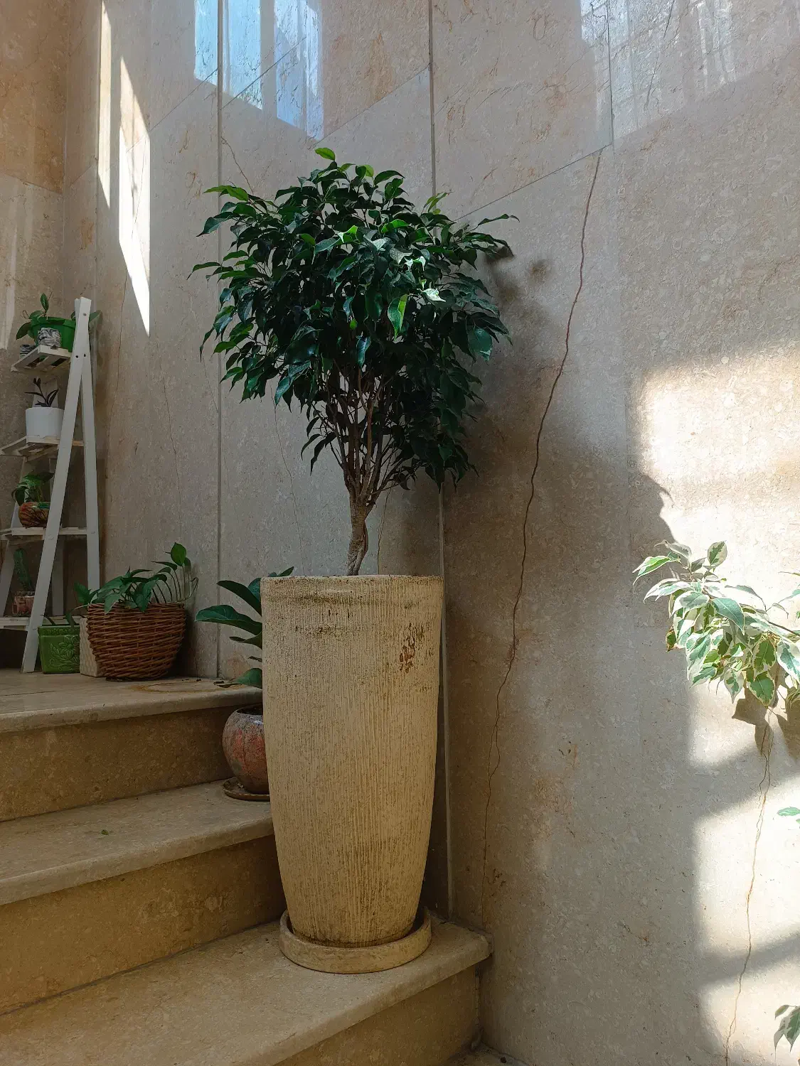 درختچه فیکوس بنجامین بلک|گل و گیاه طبیعی|تهران, مجیدیه|دیوار