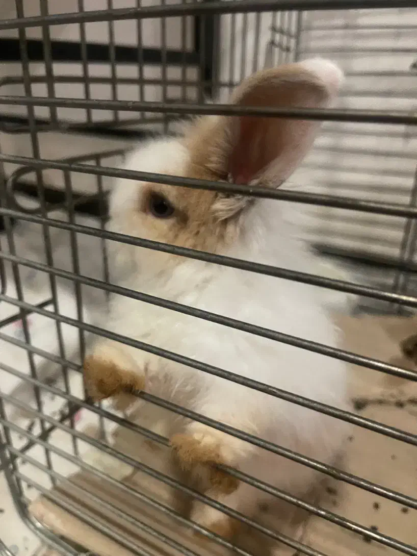 عروسک خرگوش|حیوانات|تبریز, |دیوار