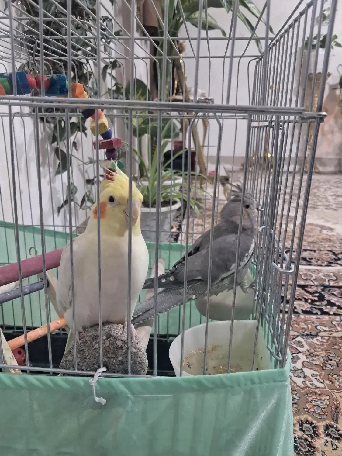 عروس هلندی سفید وخاکستزی حرف زن|پرنده|نورآباد, |دیوار