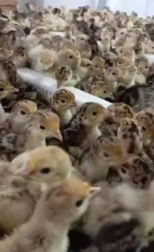 جوجه یکروزه بوقلمون بیوتی و برنز|حیوانات مزرعه|تهران, بلوار کشاورز|دیوار