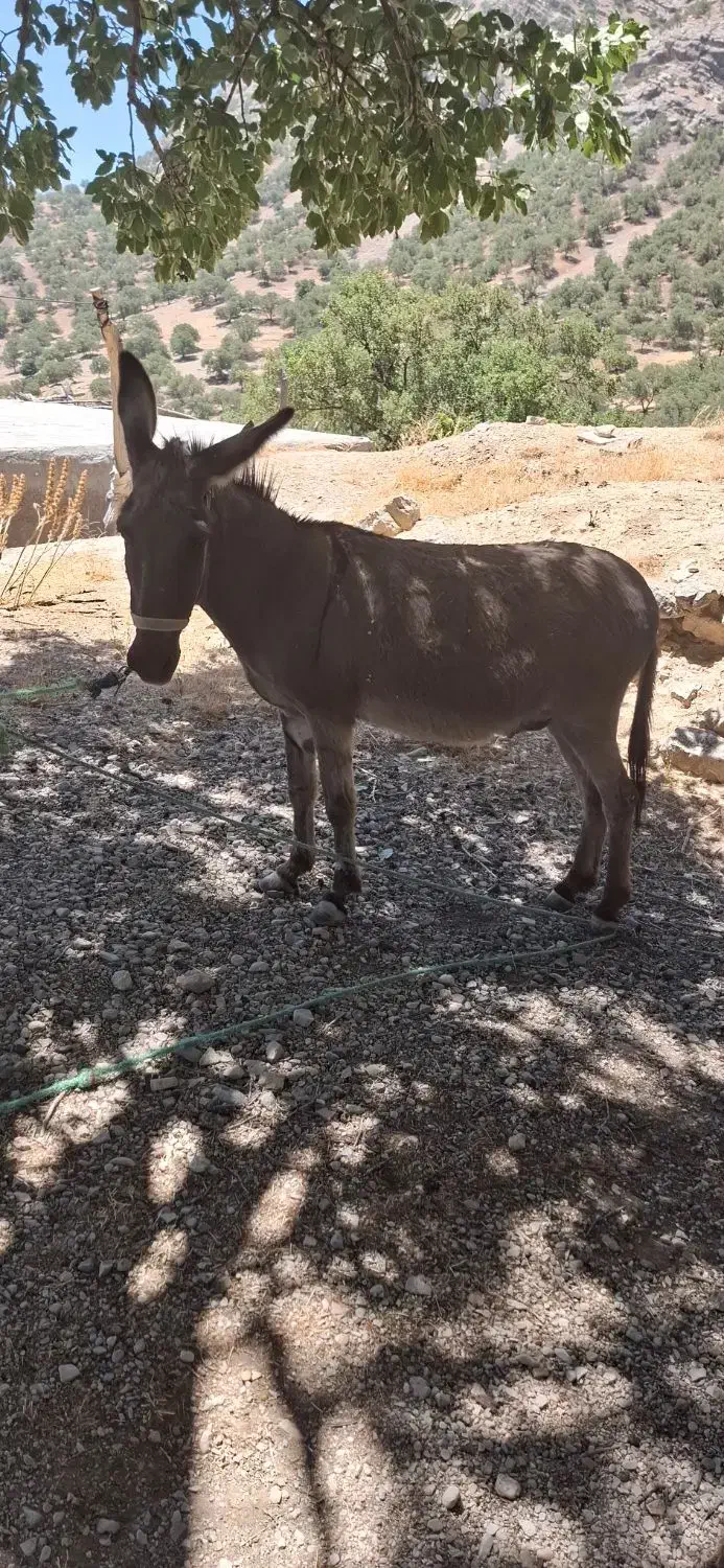 یک راس الاغ نر جوان|حیوانات مزرعه|لوداب, |دیوار