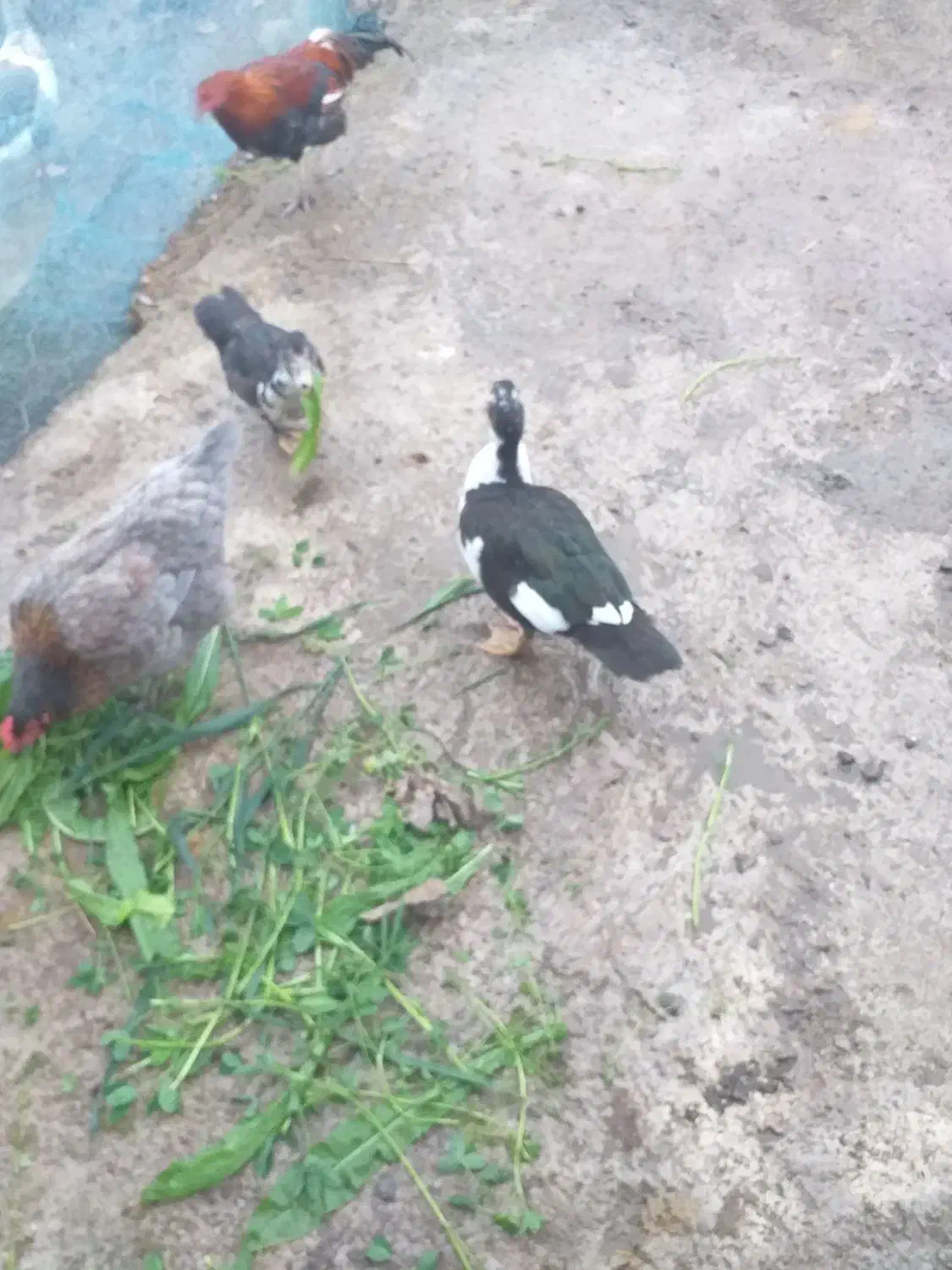 فروش اردک محلی و اسرائیلی|حیوانات مزرعه|ماسال, |دیوار