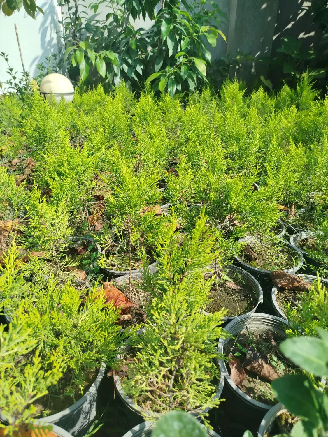 فروش لاوسون سطل ۳ و۴|گل و گیاه طبیعی|رامسر, |دیوار