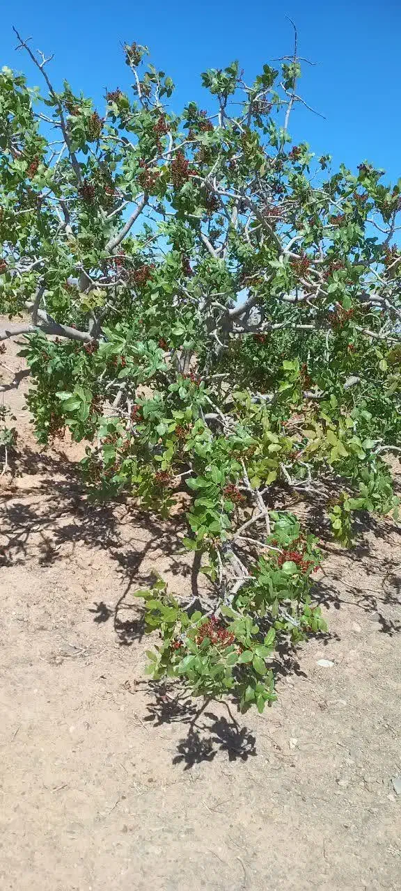 فروش باغ پسته در باغستان علیا|فروش زمین و ملک کلنگی|اسلامیه, |دیوار
