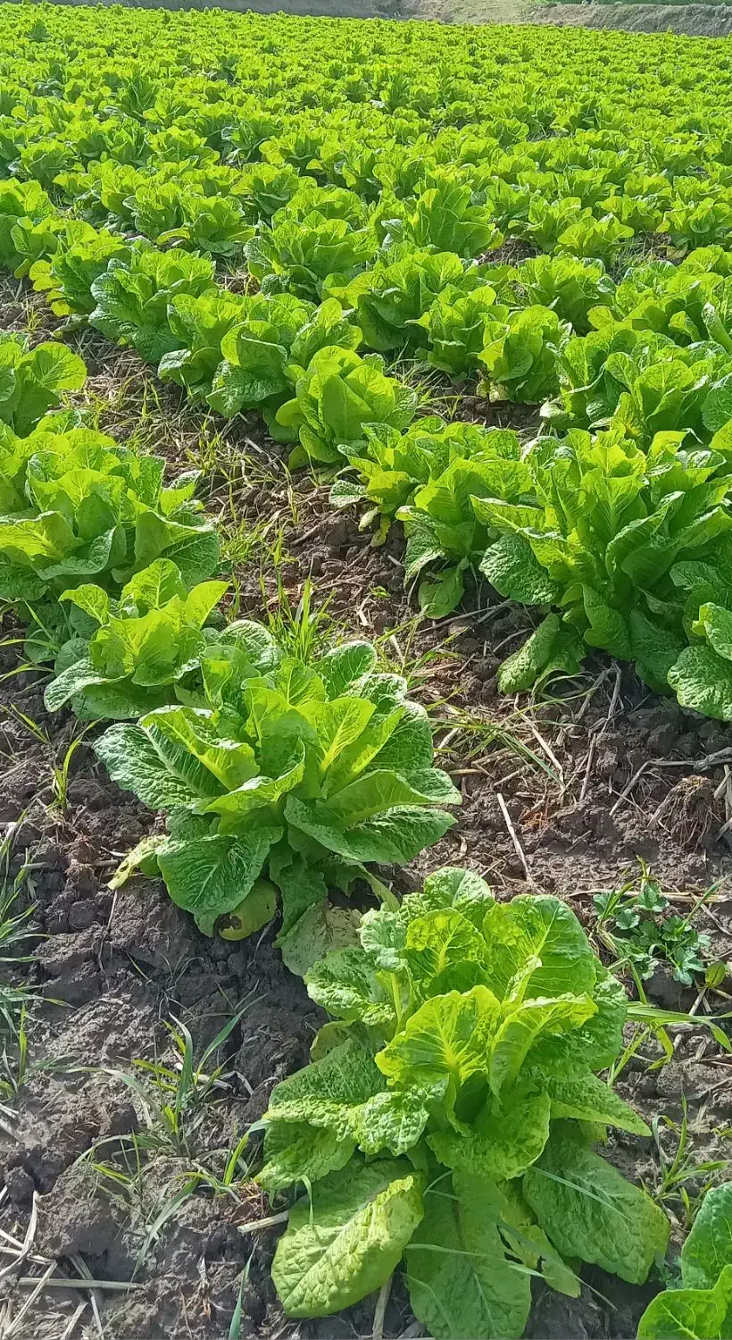 کاهودرجه یک|خوردنی و آشامیدنی|خان ببین, |دیوار