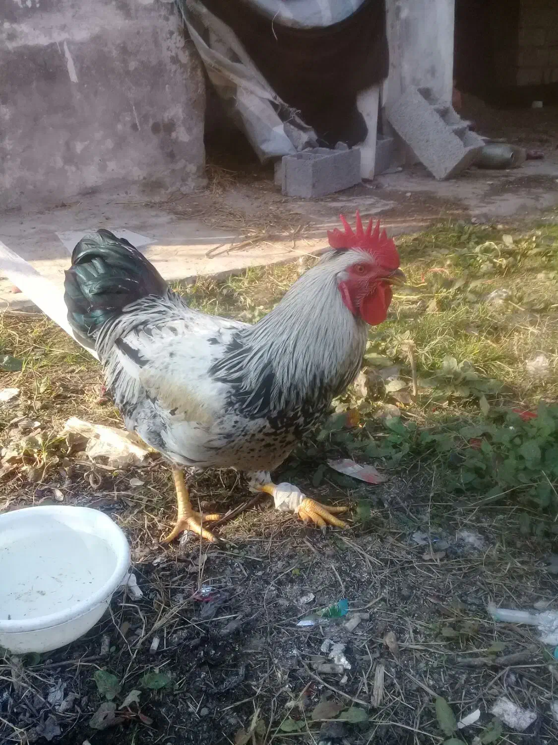 یک عددخروس سیاه سفیدقیمت ۹۰۰۰۰۰|حیوانات مزرعه|آستانه اشرفیه, |دیوار