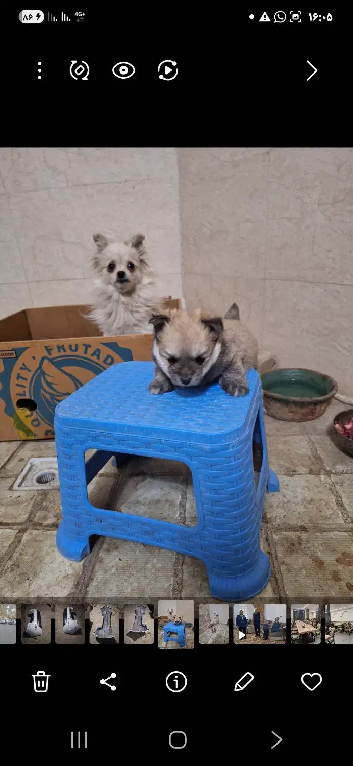 واگذاری سگ نگهبان|سگ|شهریار, شهریار|دیوار