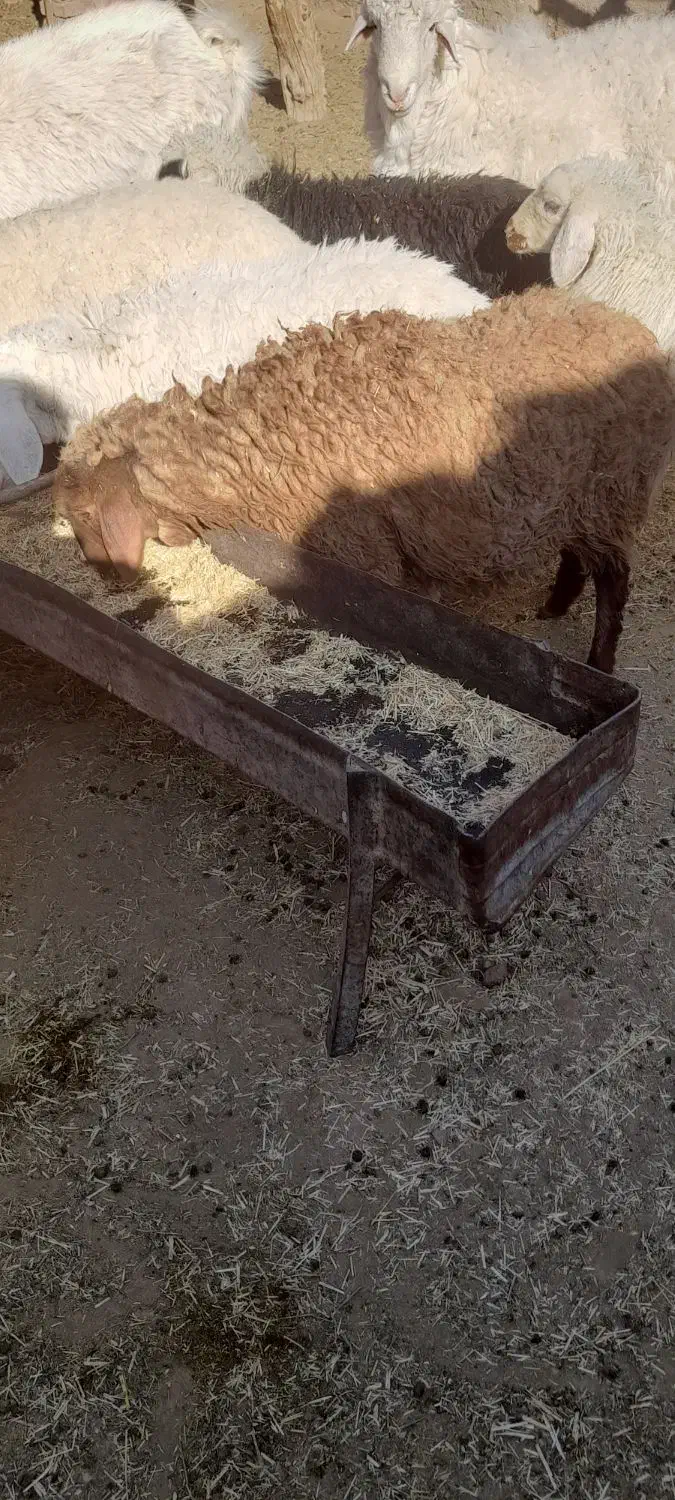 کاور ۲دندان|حیوانات مزرعه|سرایان, |دیوار