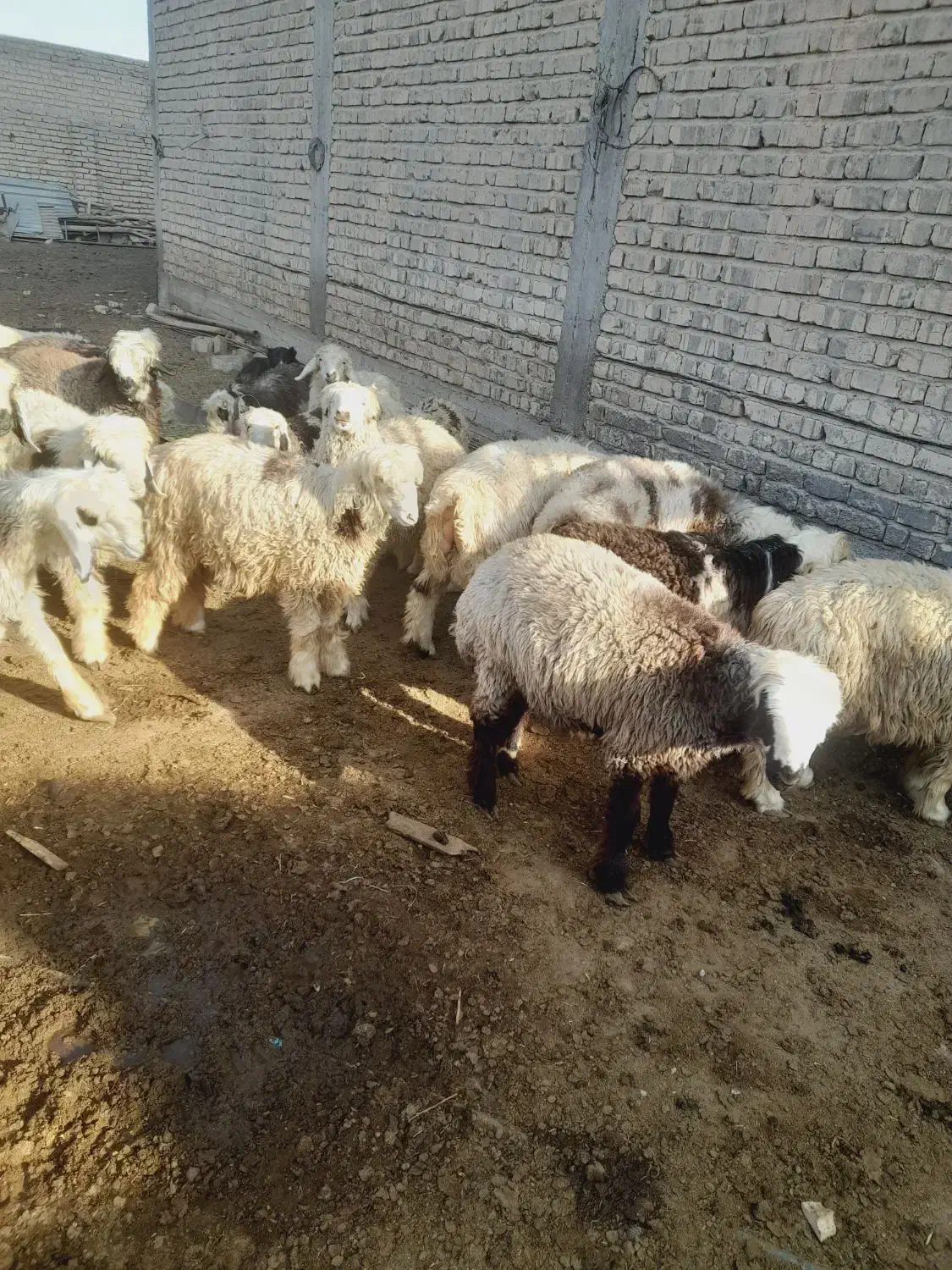 ۱۴ بره ریز چاق خوب تخت|حیوانات مزرعه|مرودشت, رودبال|دیوار