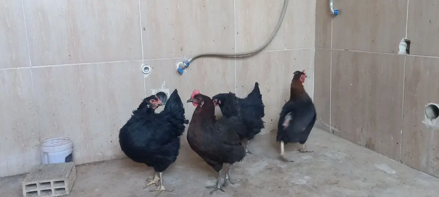 مرغ وخروس|حیوانات مزرعه|خمینیشهر, |دیوار