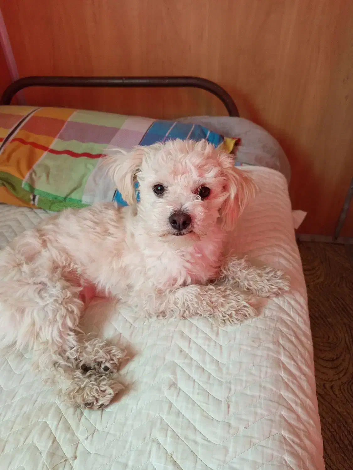 سگ گمشده|سگ|فیروزآباد (فارس), |دیوار