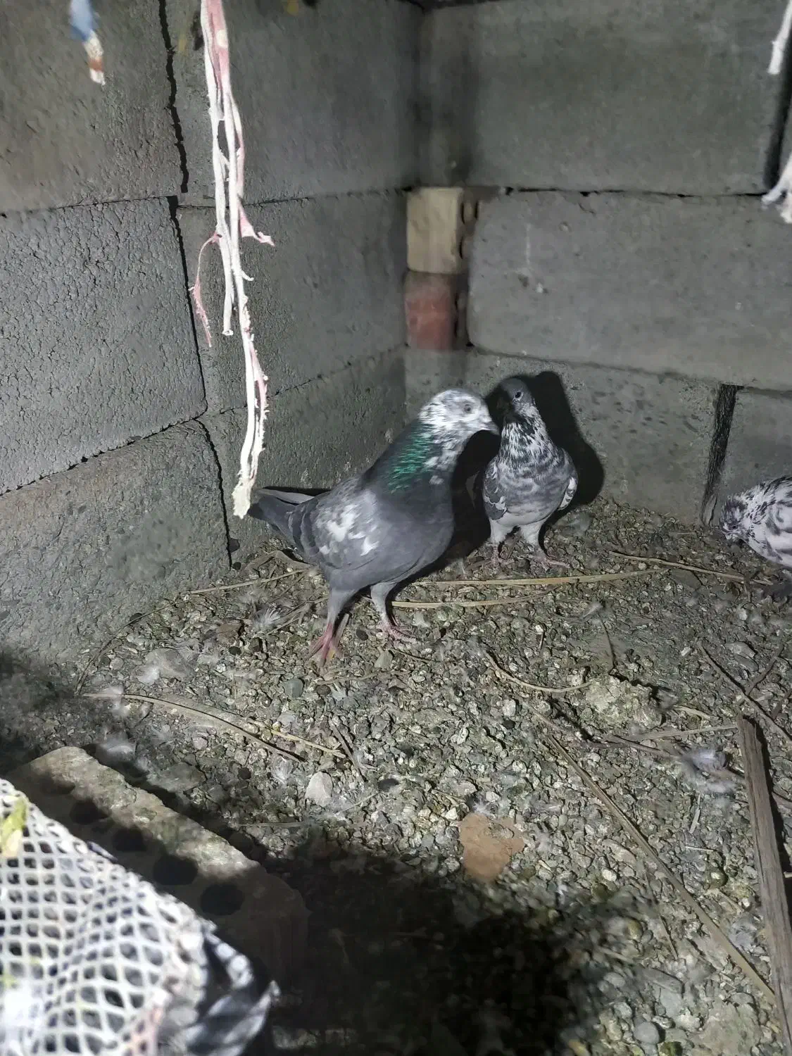 کفتر کهنوج|پرنده|کهنوج, |دیوار