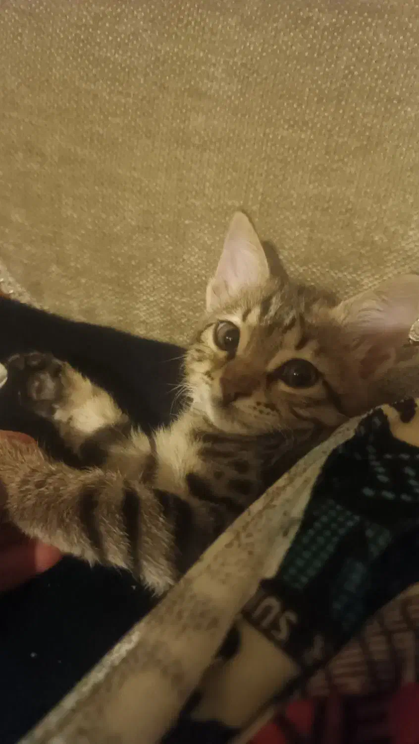 واگذاری رایگان بچه گربه|گربه|کرج, گلشهر|دیوار