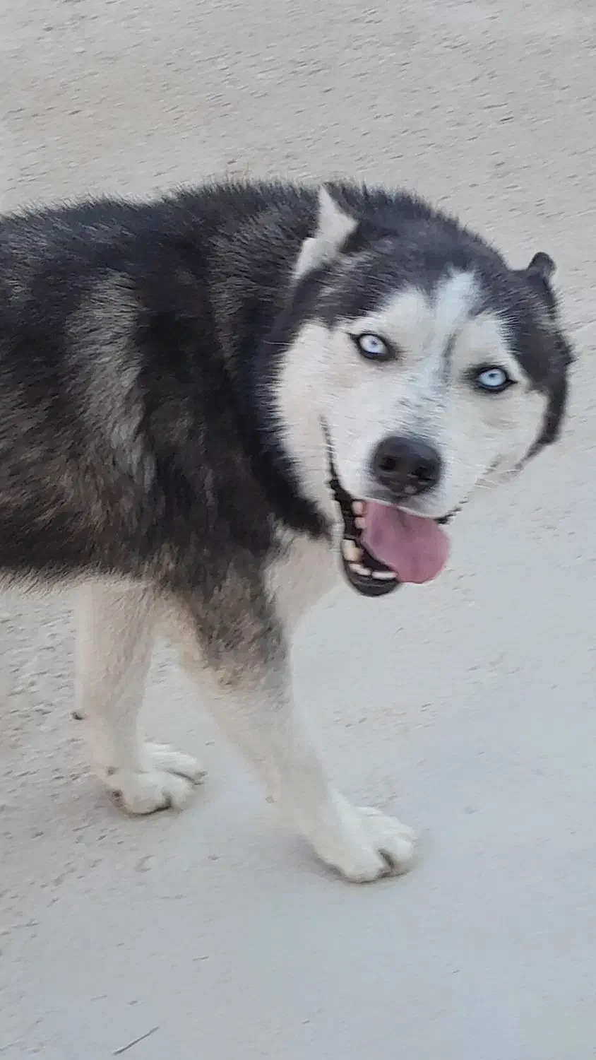 هاسگی خوش قیمت|سگ|شیراز, منطقه هوایی شهید دوران|دیوار