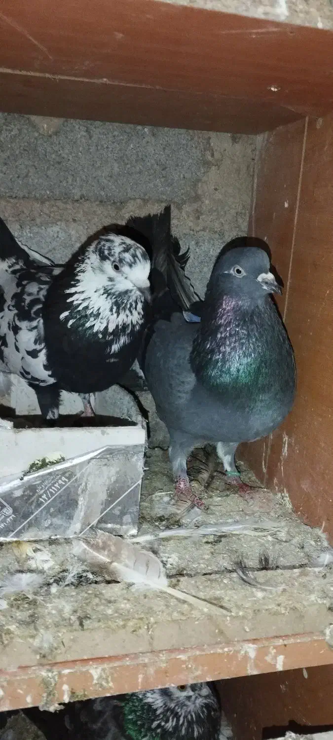 ۸عدد کبوتر پروازی خوش خال|پرنده|لنگرود, |دیوار