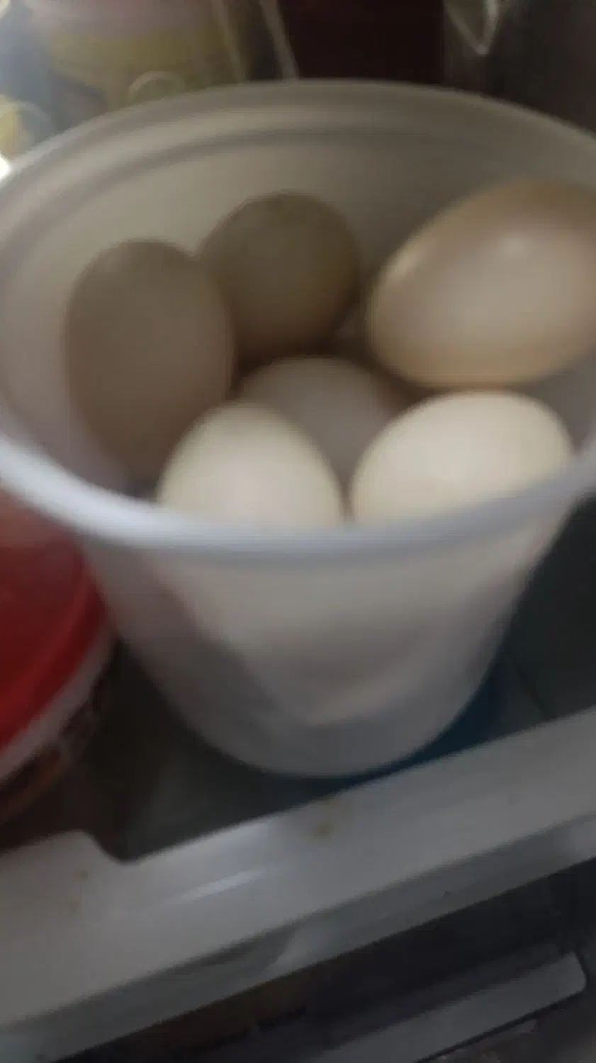 تخم اردک اسراییلی|خوردنی و آشامیدنی|خاتم, |دیوار