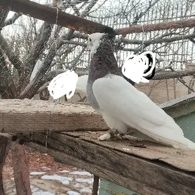 طوقی سرخ کاکلی گم شده|پرنده|دماوند, دماوند|دیوار