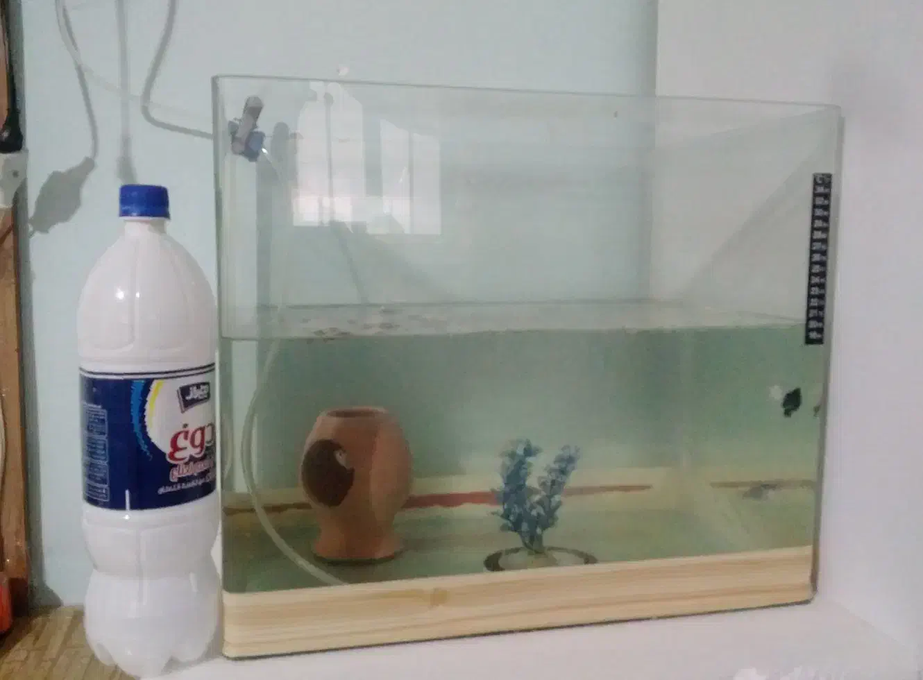 اکواریوم معاوظه با طوطی|ماهی|قزوین, |دیوار