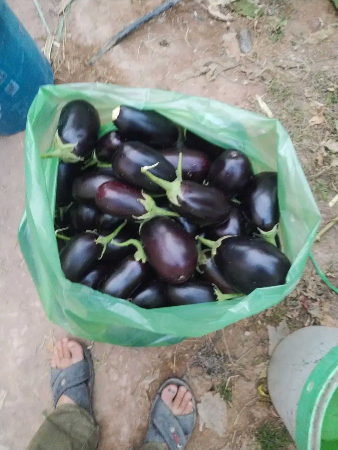 بادمجان|حراج|یزد, |دیوار