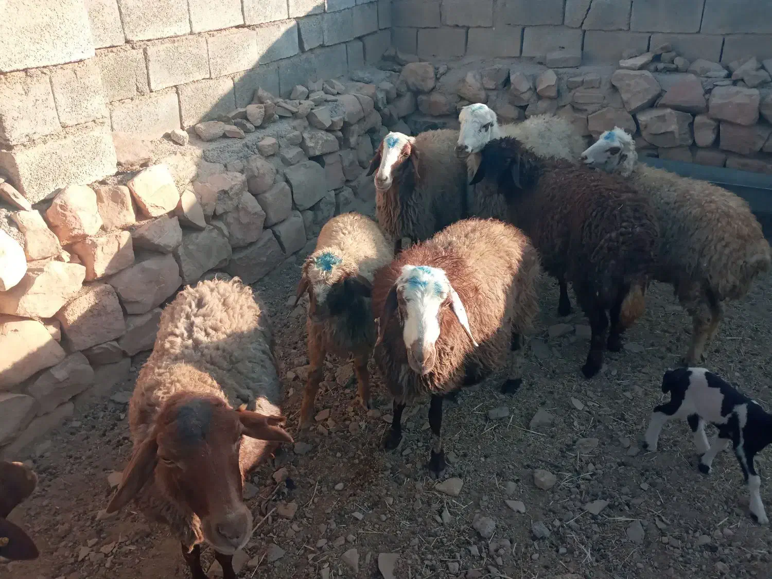 میش و بره|حیوانات مزرعه|کرمانشاه, |دیوار