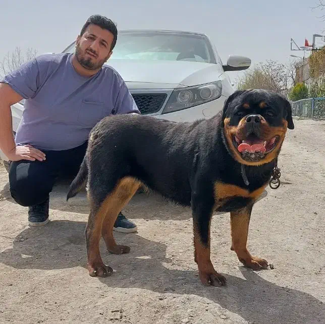 توله سگ روتوایلر بادیگارد شخصی|سگ|کرج, فاز ۳ مهرشهر|دیوار