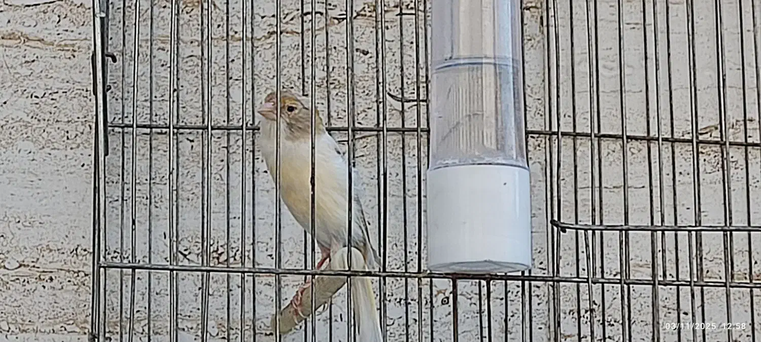 دو عدد قناری سفیدنر و یک عددسفید آهویی ماده|پرنده|کازرون, |دیوار