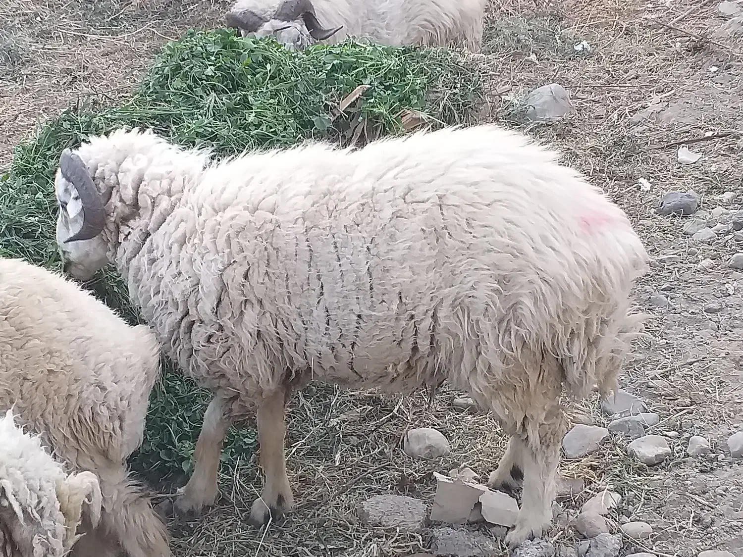 قوچ و بره|حیوانات مزرعه|جیرفت, |دیوار