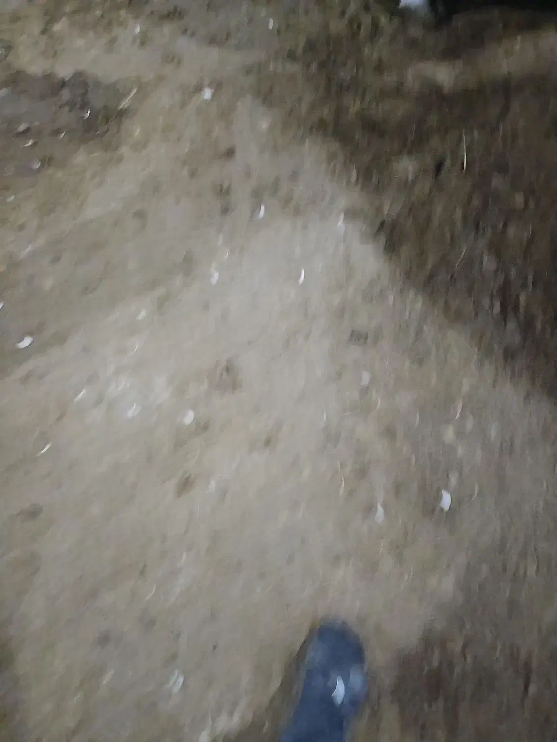 گوساله  نر ۳۰۰ کیلو|حیوانات مزرعه|چاراویماق, |دیوار