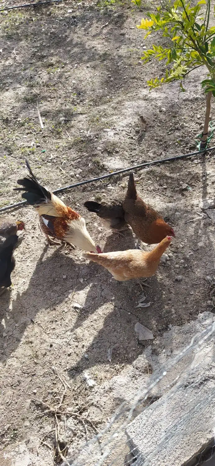 مرغ وخروس|حیوانات مزرعه|سرپل ذهاب, |دیوار