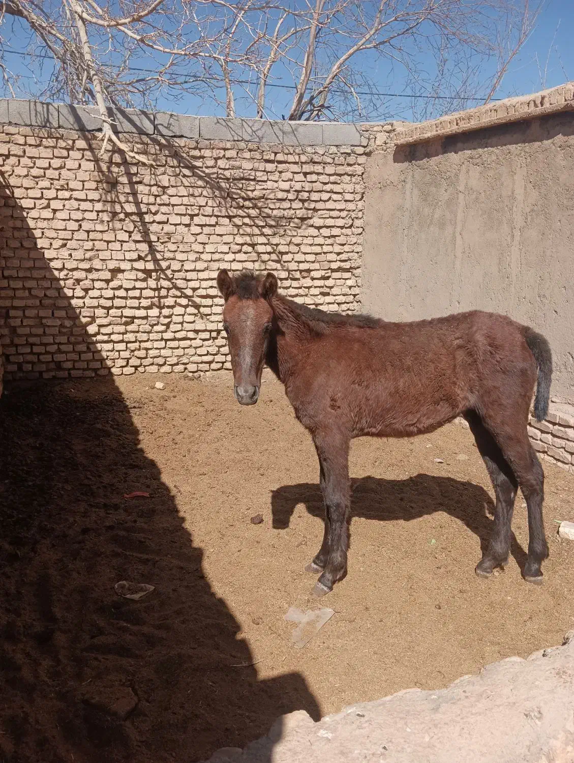 کره مادیان|اسب و تجهیزات اسب‌سواری|مهریز, |دیوار