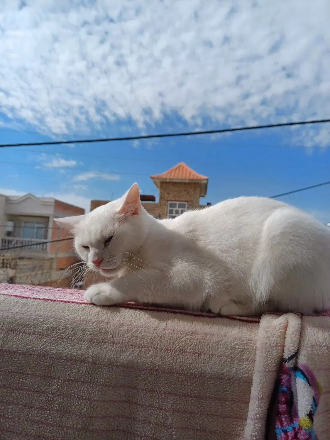 گربه پرشین|گربه|گنبد کاووس, |دیوار