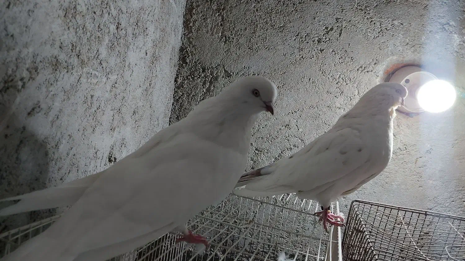 ۳عدد کبوتر عتیقه۲تا جم یدونه قرمزی گوچه|پرنده|آذرشهر, |دیوار