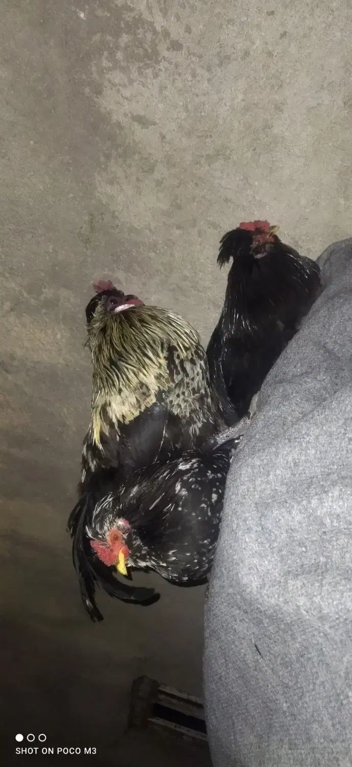 مرغ|حیوانات مزرعه|ساوه, |دیوار