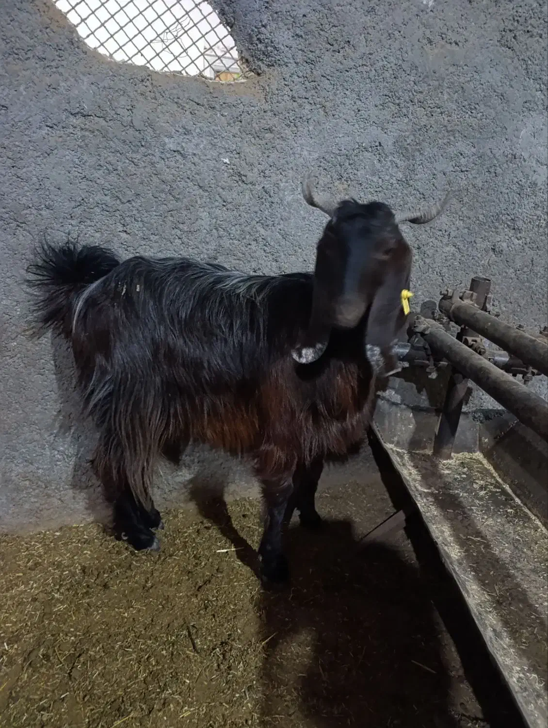 بزدورگ|حیوانات مزرعه|بیرجند, |دیوار