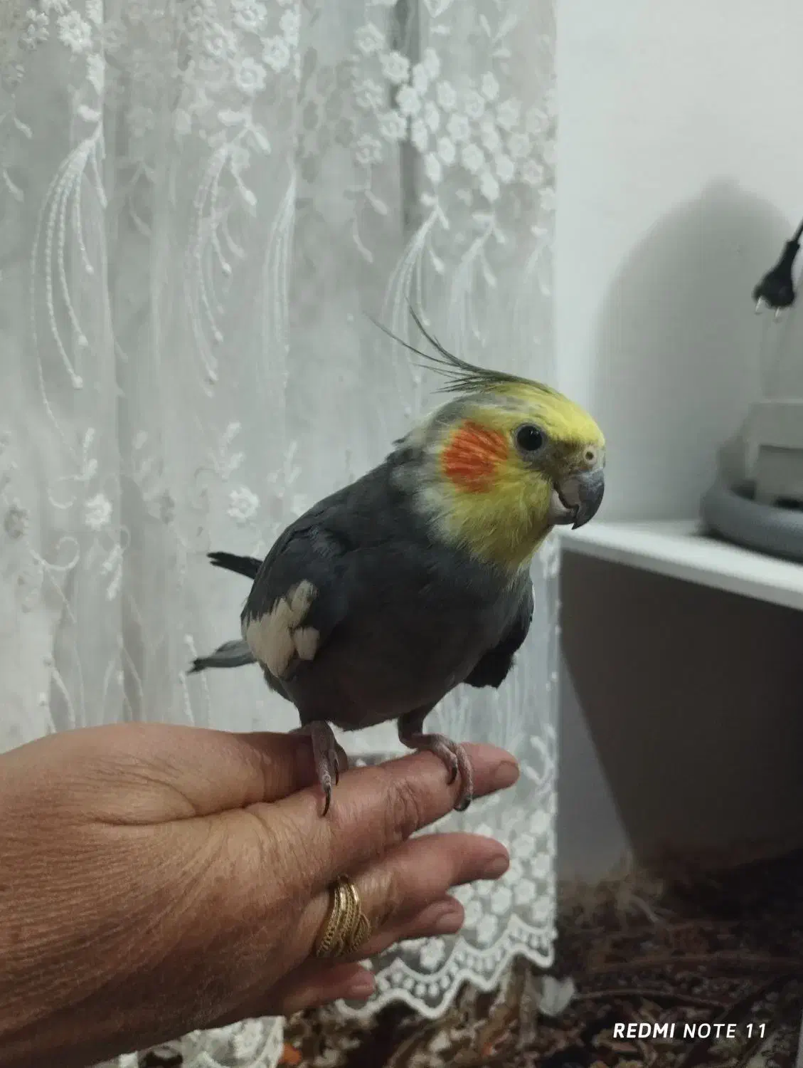 عروس هلندی|پرنده|تربت‌حیدریه, بالا ولایت|دیوار