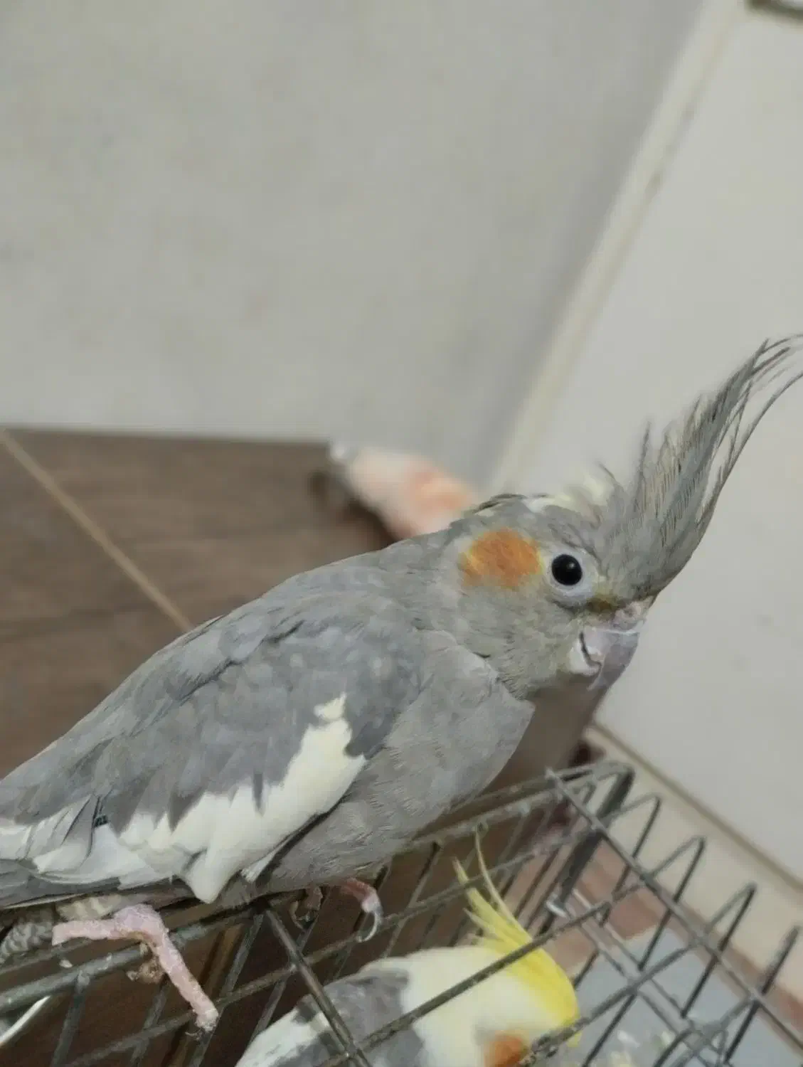 عروس هلندی ماده|پرنده|اندیمشک, |دیوار