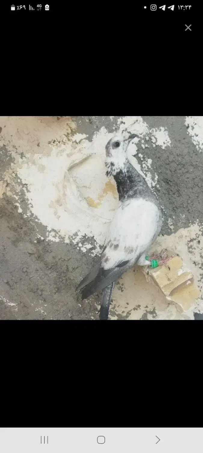 کفتر عالی|پرنده|تربت جام, میان جام|دیوار