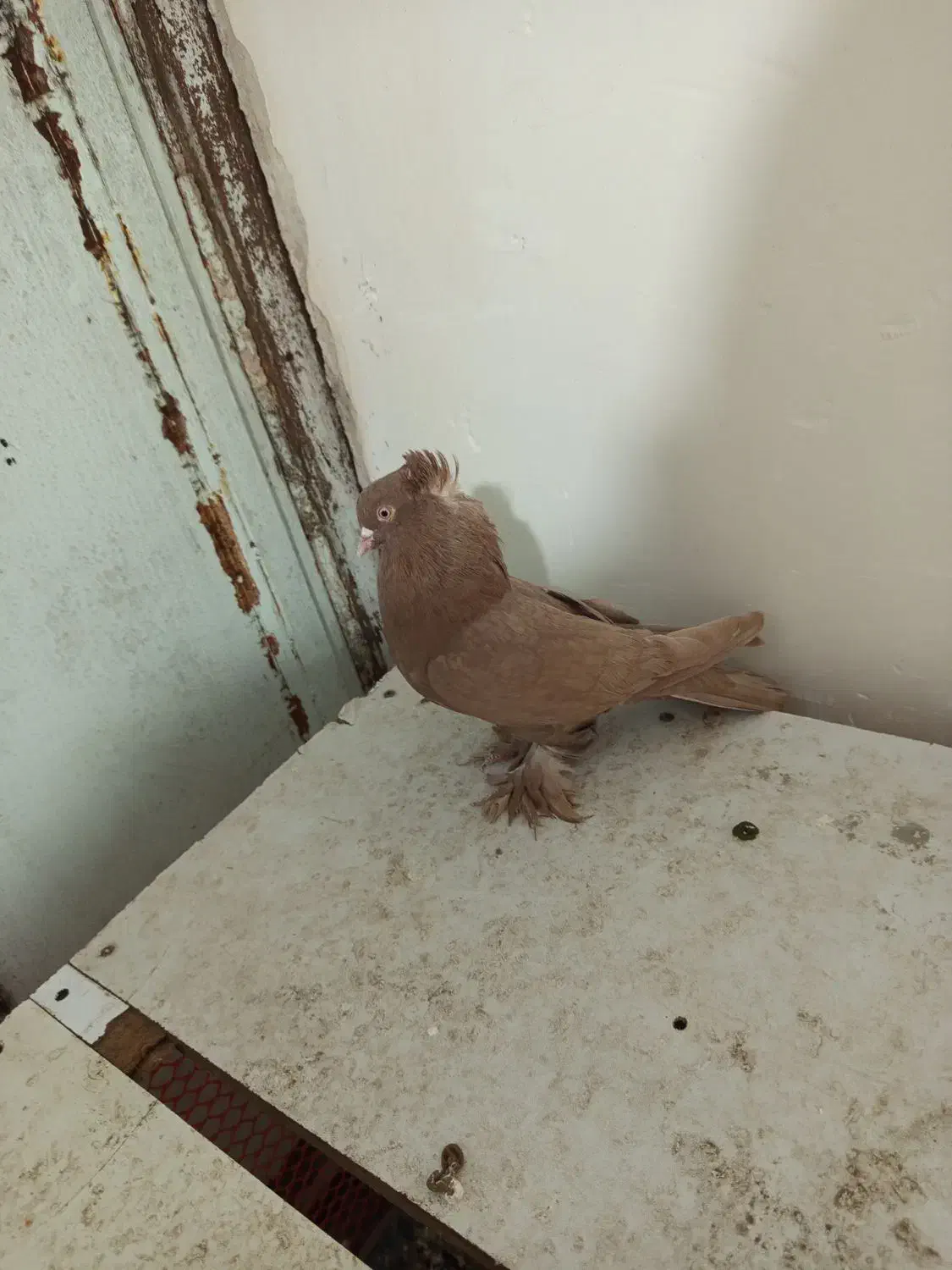 قرمز نشان فیلی و دورح|پرنده|نمین, |دیوار