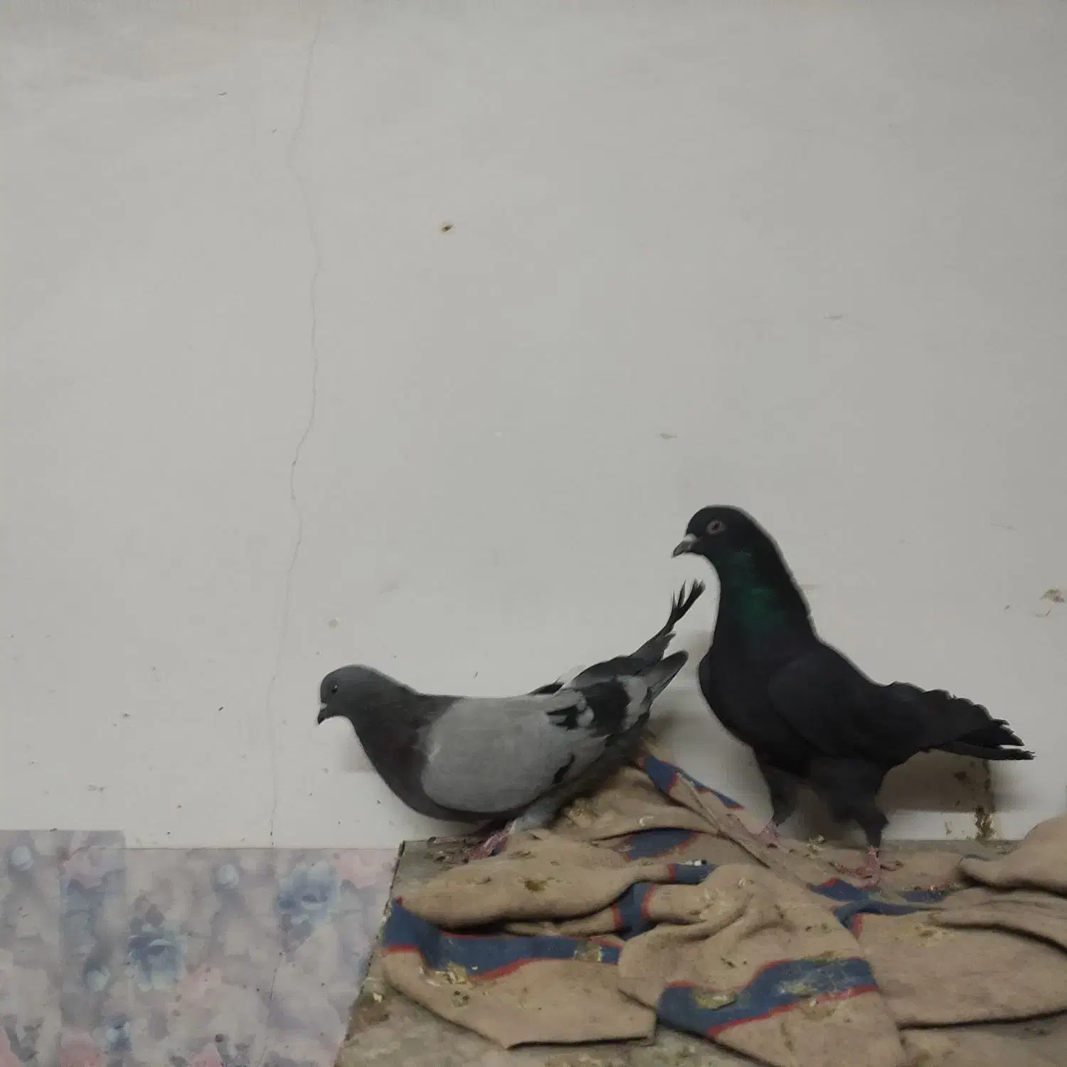 نر و ماده اصفهانی|پرنده|برخوار, |دیوار