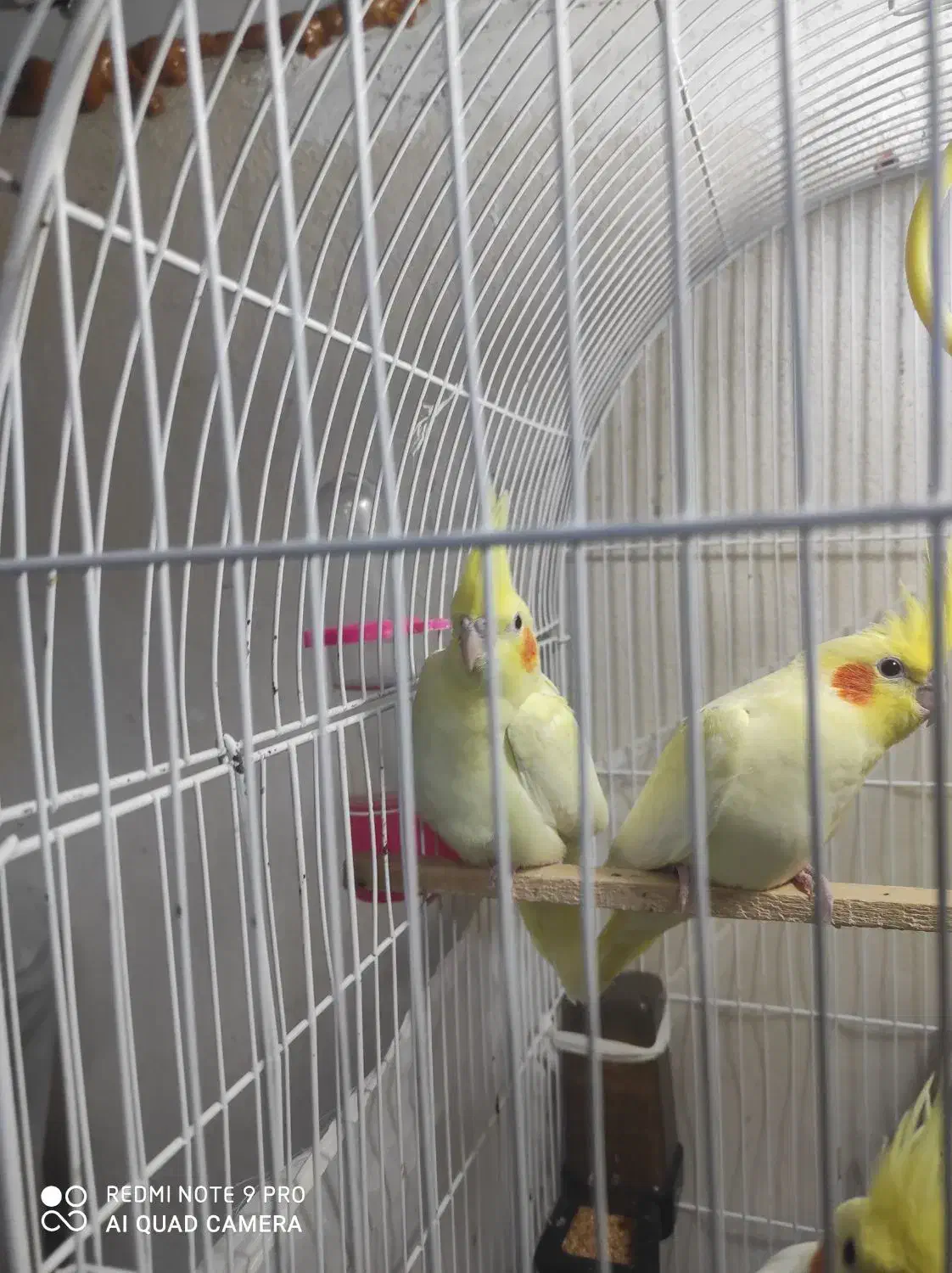 جوجه عروس هلندی دو ماهه|پرنده|بندر گز, |دیوار