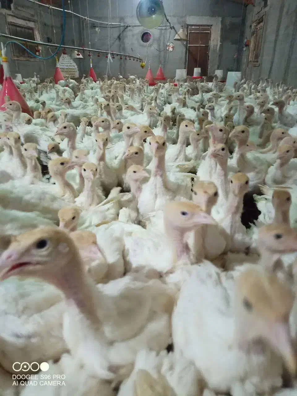 جوجه بوقلمون گوشتی بیوتی 6فوق سنگین|حیوانات مزرعه|بیرجند, |دیوار